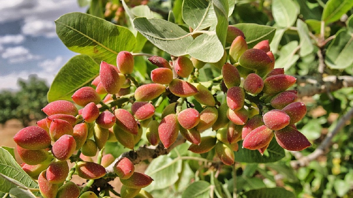 pistachio-1137886_1280|pistacho lost hills